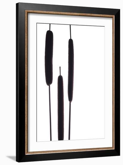 Cat Tails I-Monika Burkhart-Framed Photographic Print