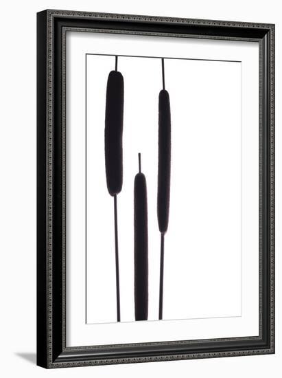 Cat Tails I-Monika Burkhart-Framed Photographic Print