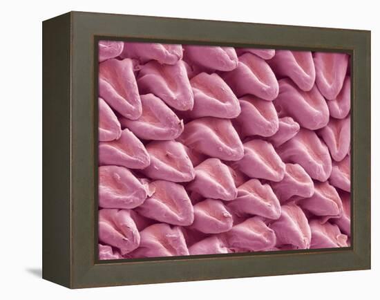 Cat Tongue Surface, SEM-Steve Gschmeissner-Framed Premier Image Canvas