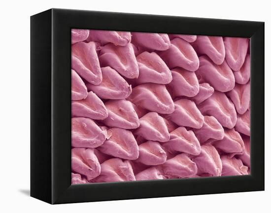 Cat Tongue Surface, SEM-Steve Gschmeissner-Framed Premier Image Canvas