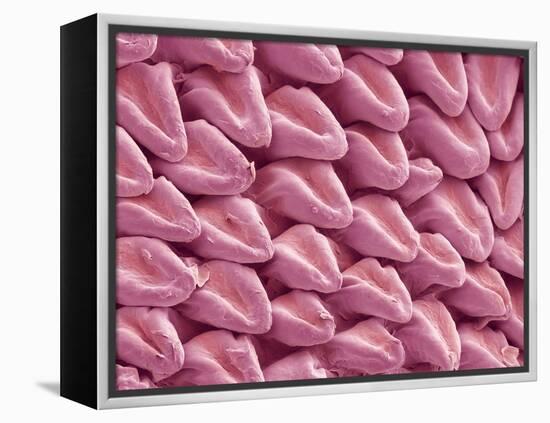 Cat Tongue Surface, SEM-Steve Gschmeissner-Framed Premier Image Canvas