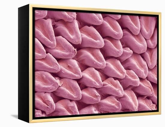 Cat Tongue Surface, SEM-Steve Gschmeissner-Framed Premier Image Canvas