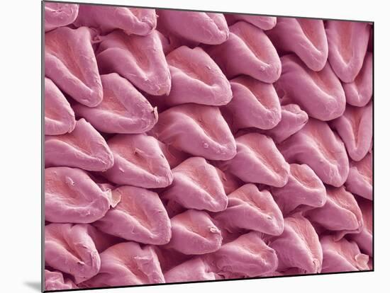 Cat Tongue Surface, SEM-Steve Gschmeissner-Mounted Photographic Print