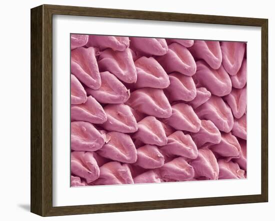 Cat Tongue Surface, SEM-Steve Gschmeissner-Framed Photographic Print