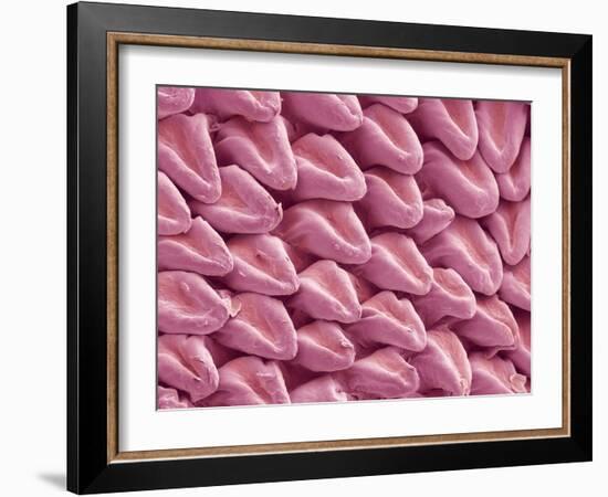 Cat Tongue Surface, SEM-Steve Gschmeissner-Framed Photographic Print