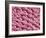 Cat Tongue Surface, SEM-Steve Gschmeissner-Framed Photographic Print