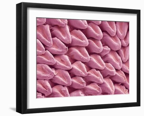 Cat Tongue Surface, SEM-Steve Gschmeissner-Framed Photographic Print