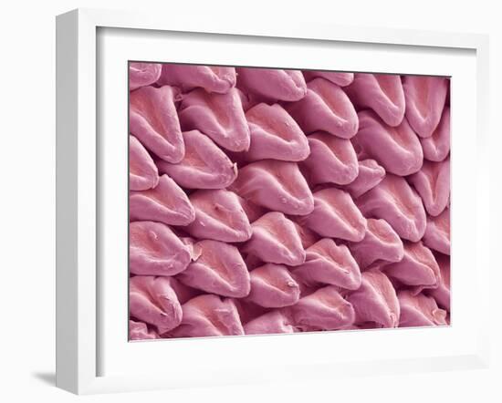 Cat Tongue Surface, SEM-Steve Gschmeissner-Framed Photographic Print