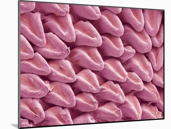 Cat Tongue Surface, SEM-Steve Gschmeissner-Mounted Photographic Print