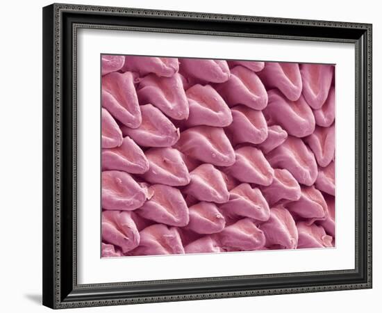 Cat Tongue Surface, SEM-Steve Gschmeissner-Framed Photographic Print