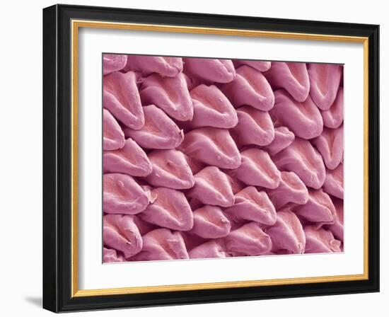 Cat Tongue Surface, SEM-Steve Gschmeissner-Framed Photographic Print