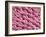 Cat Tongue Surface, SEM-Steve Gschmeissner-Framed Photographic Print