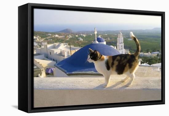 Cat,Tortoiseshell and White, Town in Background-null-Framed Premier Image Canvas