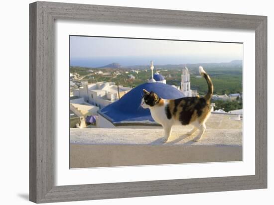 Cat,Tortoiseshell and White, Town in Background-null-Framed Photographic Print