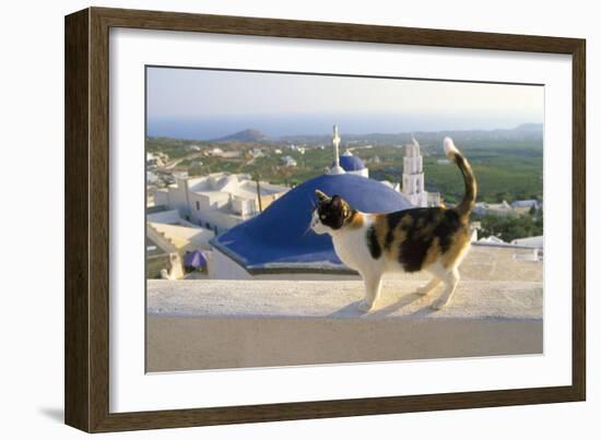 Cat,Tortoiseshell and White, Town in Background-null-Framed Photographic Print