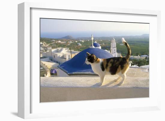 Cat,Tortoiseshell and White, Town in Background-null-Framed Photographic Print