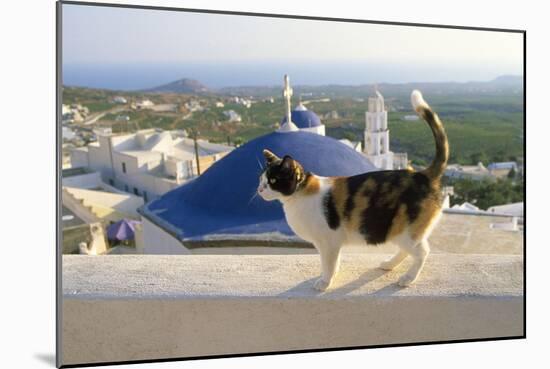 Cat,Tortoiseshell and White, Town in Background-null-Mounted Photographic Print