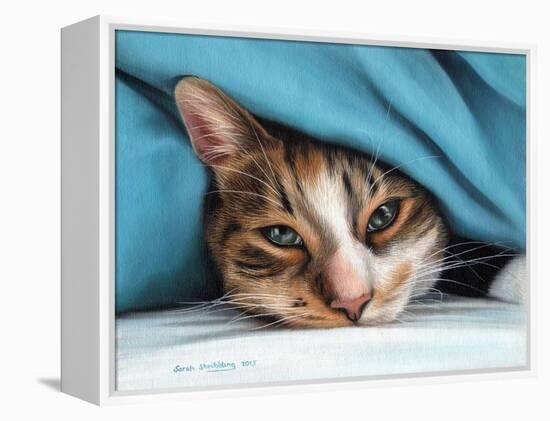 Cat under Blacket-Sarah Stribbling-Framed Stretched Canvas