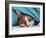 Cat under Blacket-Sarah Stribbling-Framed Art Print