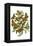 Cat Versus Frog-Théophile Alexandre Steinlen-Framed Stretched Canvas
