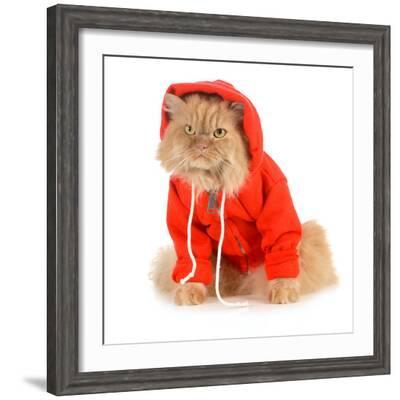 Cat Wearing Red Coat' Photographic Print - Willee Cole