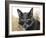 Cat With Glasses-Veniamin Kraskov-Framed Photographic Print