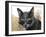 Cat With Glasses-Veniamin Kraskov-Framed Photographic Print