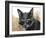 Cat With Glasses-Veniamin Kraskov-Framed Photographic Print