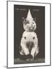 Cat with Pointed Hat, Court Jester-null-Mounted Art Print