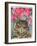 Cat with Sweet Peas-Anne Robinson-Framed Giclee Print