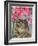 Cat with Sweet Peas-Anne Robinson-Framed Giclee Print