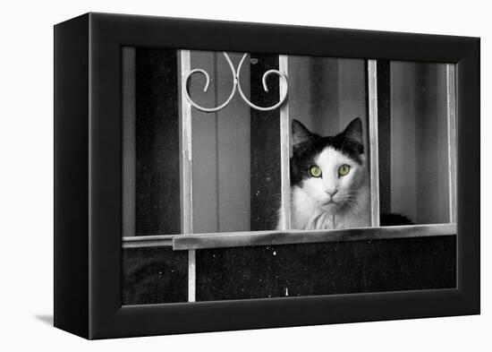 Cat With Yellow Eyes-null-Framed Stretched Canvas