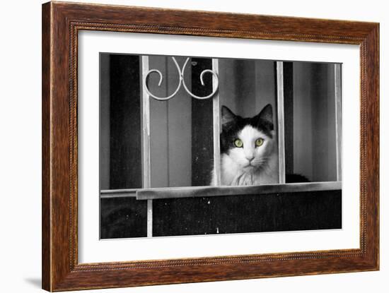 Cat With Yellow Eyes-null-Framed Photo