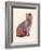 Cat Wrestler-Florent Bodart-Framed Giclee Print