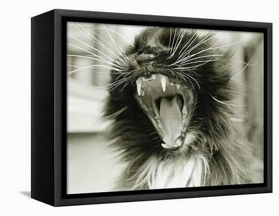 Cat Yawning-Bill Varie-Framed Premier Image Canvas