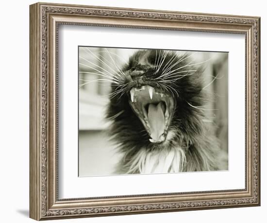 Cat Yawning-Bill Varie-Framed Photographic Print