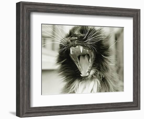 Cat Yawning-Bill Varie-Framed Photographic Print