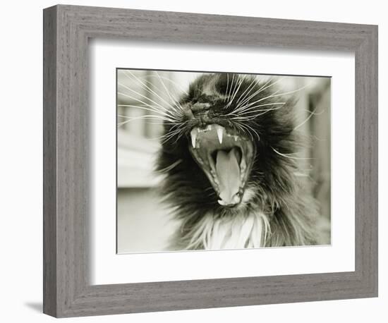 Cat Yawning-Bill Varie-Framed Photographic Print