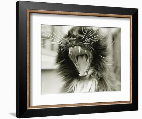 Cat Yawning-Bill Varie-Framed Photographic Print