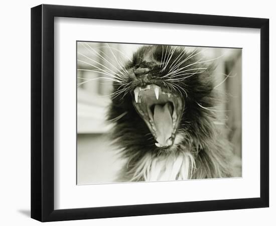 Cat Yawning-Bill Varie-Framed Photographic Print