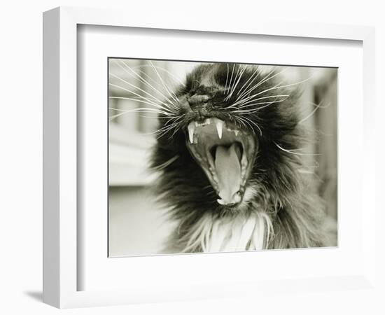 Cat Yawning-Bill Varie-Framed Photographic Print