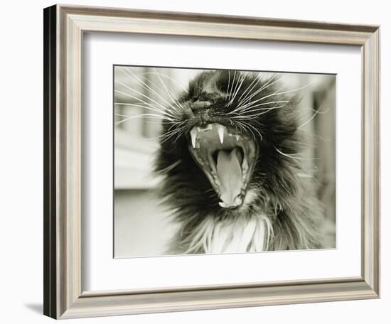 Cat Yawning-Bill Varie-Framed Photographic Print