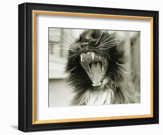 Cat Yawning-Bill Varie-Framed Photographic Print