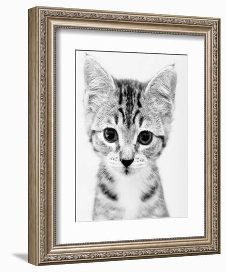 Cat-John Gusky-Framed Photographic Print