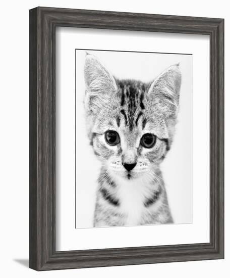 Cat-John Gusky-Framed Photographic Print