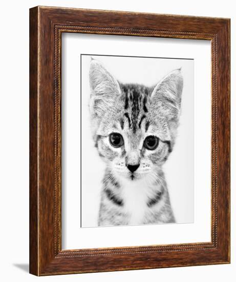 Cat-John Gusky-Framed Photographic Print