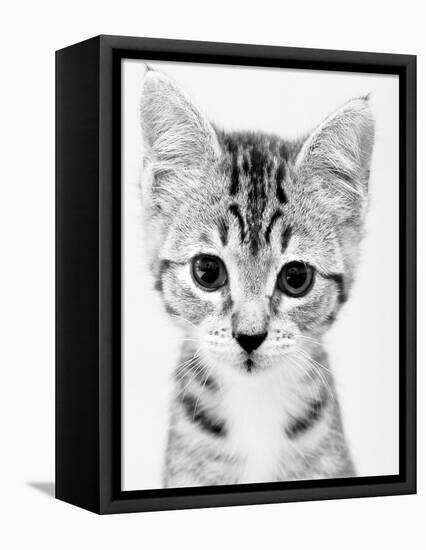 Cat-John Gusky-Framed Premier Image Canvas