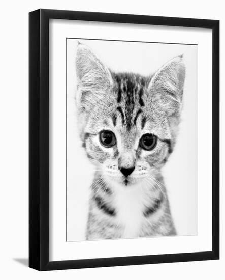 Cat-John Gusky-Framed Photographic Print