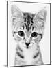 Cat-John Gusky-Mounted Photographic Print