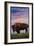 Catalina Island, California - Bison and Sunset-Lantern Press-Framed Art Print